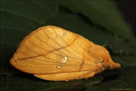 Attēlu rezultāti vaicājumam “Euthrix potatoria larva”