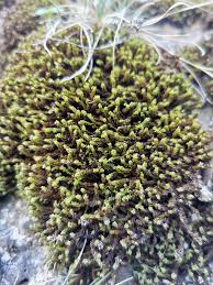 Attēlu rezultāti vaicājumam “Encalypta streptocarpa sporophyte”