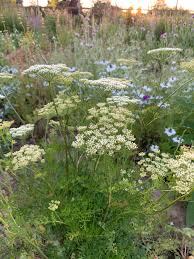 Attēlu rezultāti vaicājumam “Cenolophium denudatum leaf”