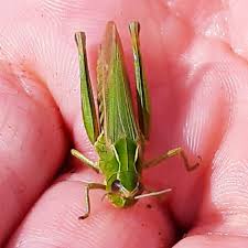 Attēlu rezultāti vaicājumam “Omocestus viridulus”