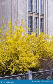 Attēlu rezultāti vaicājumam “Forsythia suspensa”