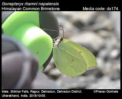 Attēlu rezultāti vaicājumam “Gonepteryx rhamni”