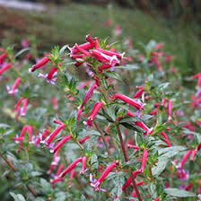 Image result for Cuphea ignea