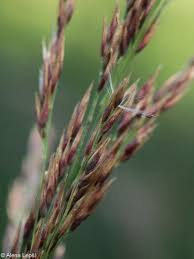 Attēlu rezultāti vaicājumam “Calamagrostis purpurea flower”