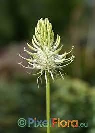 Attēlu rezultāti vaicājumam “Phyteuma spicatum”