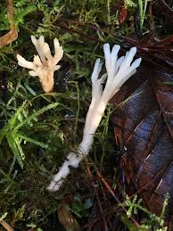 Attēlu rezultāti vaicājumam “Tremellodendropsis tuberosa”