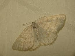 Attēlu rezultāti vaicājumam “Cabera exanthemata”