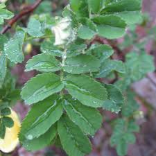 Attēlu rezultāti vaicājumam “Rosa subcanina leaf”