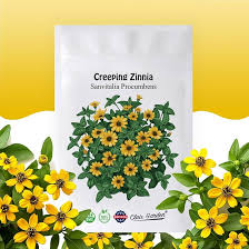 Image result for Sanvitalia procumbens