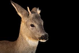 Attēlu rezultāti vaicājumam “Capreolus capreolus”