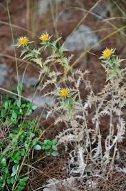 Attēlu rezultāti vaicājumam “Carlina biebersteinii bud”