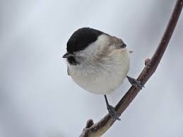 Attēlu rezultāti vaicājumam “Poecile palustris”