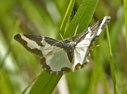 Attēlu rezultāti vaicājumam “Lomaspilis marginata”