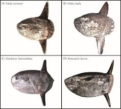 Image result for Mola mola