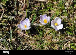 Attēlu rezultāti vaicājumam “Crocus vernus subsp. vernus flower”