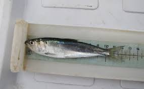 Image result for Alosa mediocris