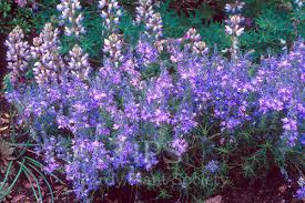 Attēlu rezultāti vaicājumam “Veronica austriaca subsp. teucrium leaf”