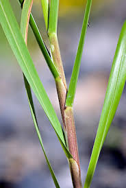 Attēlu rezultāti vaicājumam “Poa remota leaf”