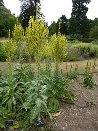 Attēlu rezultāti vaicājumam “Verbascum thapsus”