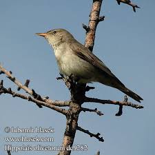 Image result for Hippolais olivetorum