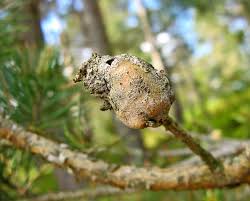 Attēlu rezultāti vaicājumam “Retinia resinella pupa”