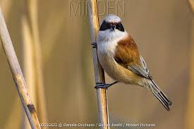 Attēlu rezultāti vaicājumam “Remiz pendulinus adult”