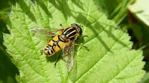 Attēlu rezultāti vaicājumam “Helophilus sp.”