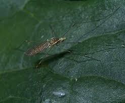 Attēlu rezultāti vaicājumam “Tipulidae”