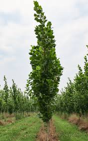 Attēlu rezultāti vaicājumam “Liriodendron tulipifera”