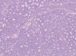 Attēlu rezultāti vaicājumam “Cinclidotus danubicus cells”