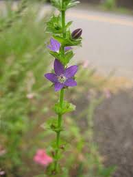 Attēlu rezultāti vaicājumam “Trioza dispar nymph”