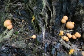 Attēlu rezultāti vaicājumam “Lycogala convexum”