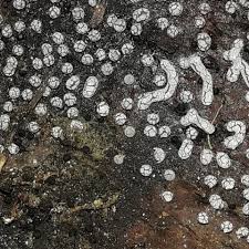 Attēlu rezultāti vaicājumam “Physarum cinereum sessile”