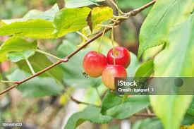 Attēlu rezultāti vaicājumam “Malus prunifolia”