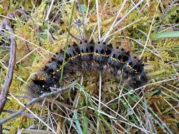 Attēlu rezultāti vaicājumam “Euthrix potatoria larva”