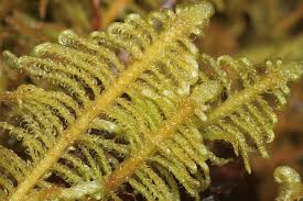 Attēlu rezultāti vaicājumam “Ptilium crista-castrensis sporophyte”