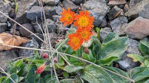 Attēlu rezultāti vaicājumam “Pilosella aurantiaca flower”
