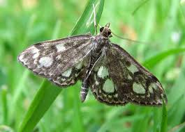 Attēlu rezultāti vaicājumam “Anania coronata”