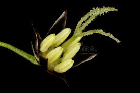 Attēlu rezultāti vaicājumam “Luzula pilosa bud”