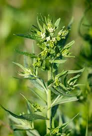 Attēlu rezultāti vaicājumam “Lithospermum officinale”