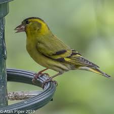 Attēlu rezultāti vaicājumam “Carduelis spinus male”