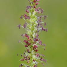 Attēlu rezultāti vaicājumam “Cynosurus cristatus flower”