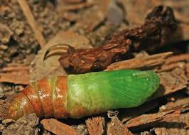 Attēlu rezultāti vaicājumam “Sphinx ligustri larva”