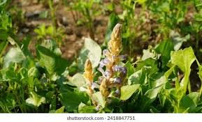 Attēlu rezultāti vaicājumam “Orobanche coerulescens bud”