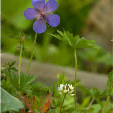 Attēlu rezultāti vaicājumam “Geranium pratense leaf”