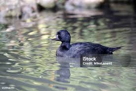 Attēlu rezultāti vaicājumam “Melanitta nigra”