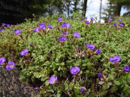 Attēlu rezultāti vaicājumam “xComagaria rosea”