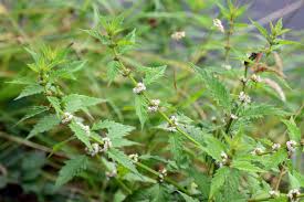 Attēlu rezultāti vaicājumam “Lycopus europaeus flower”