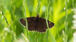 Attēlu rezultāti vaicājumam “Heteropterus morpheus underside”