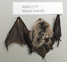 Attēlu rezultāti vaicājumam “Myotis brandtii”
